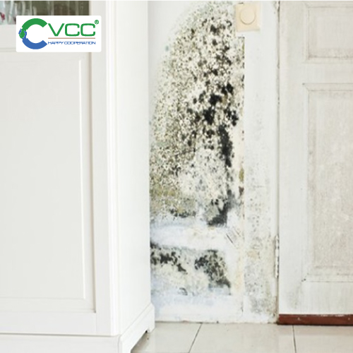 Tường bị rêu phong ẩm thấp