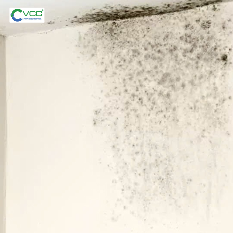 Vết ố vàng nấm mốc trên tường và trần nhà